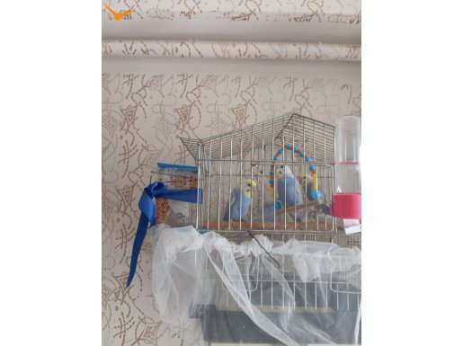 REMBOW KUSLAR YENİ YEME DUSTU