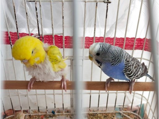 Sarı ve mavi muhabbet Kuşu