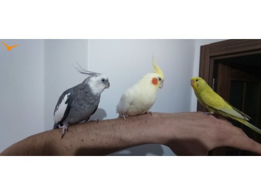 Yavru Garantili