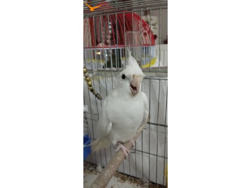 6-7 AYLIK SULTAN ERKEK. DİŞİ SEVDA İLE TAKAS OLUR 