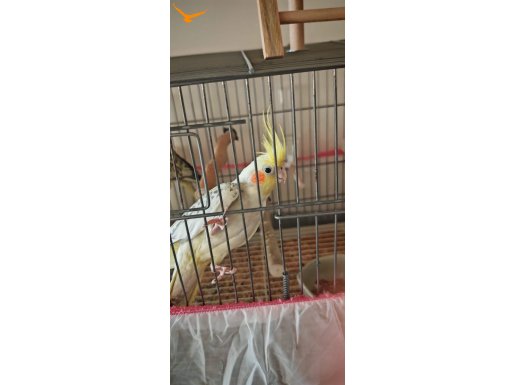 Gri ve Sarı Sultan Papağanı / Tüm eşyalarıyla/15 aylık çift