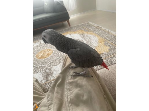 Jako papağan 