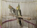 2 sultan papağanı kafesiyle birlikte