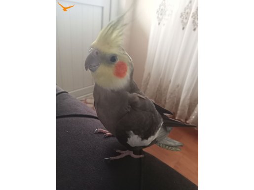 Çift Sultan Papağanı 