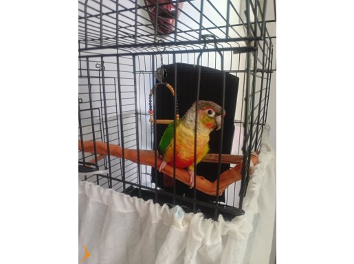Konur papağanı 4 kelimesi var bakımlı evcil.Antal içi verile