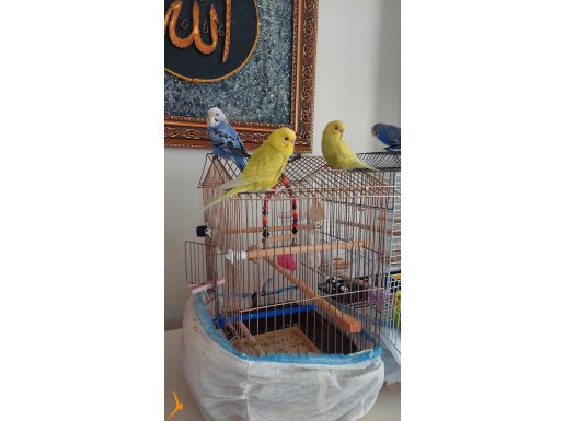 EV ÜRETKEN MUHABBET KUŞ