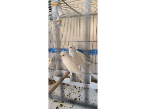 Yavru ceremio muhabbet kuşu