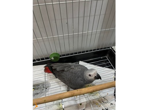 Jako red factör ful evcil