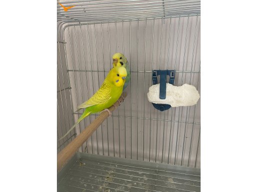 Yavru damızlık kuşlar mevcut 