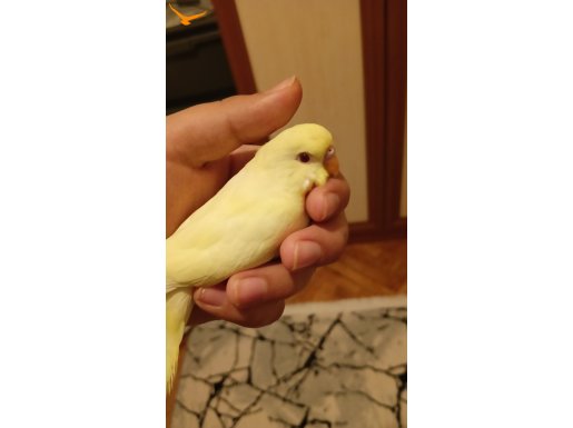 Albino Muhabbet kuşu Yavrusu