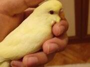 Albino Muhabbet kuşu Yavrusu