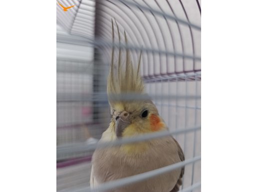 kendine kalıcı yuva arıyor 