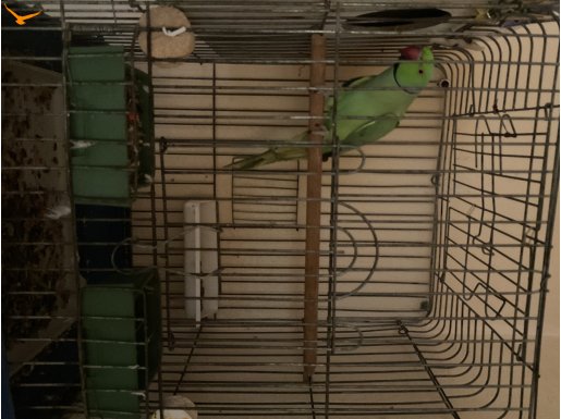 Pakistan papağanı