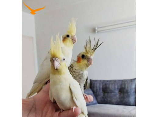 Yeme düşmüş yavru papağan 