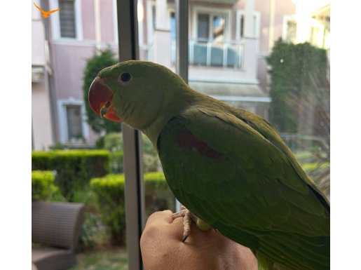 Yeme düşmüş full evcil duble kafa jumbo alex