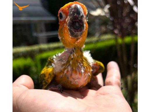 El besleme güneş konur üst kalite