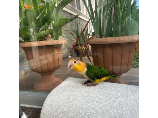 Portakal kafa caique 