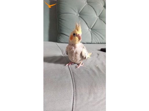 3 aylık sultan papagani 