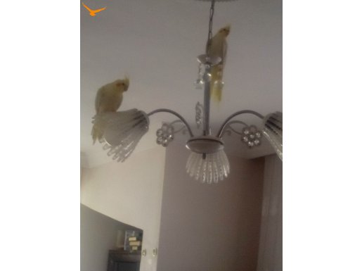 ele gelen insan canlısı 1 erkek 1 dişi lutino sultan papağan