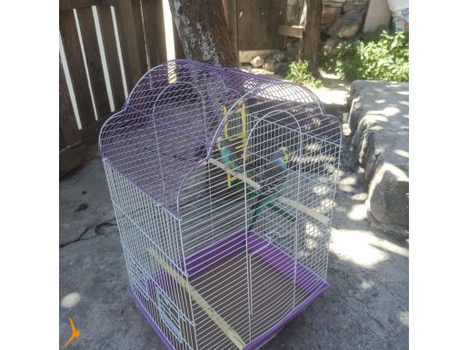 Komple 2 adet biri dişi biri erkek eş olabilir 