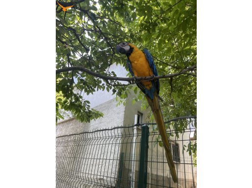 11 aylık eğitilmiş macaw sağlıklı oyuncu sosyal