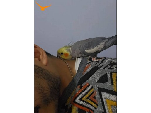 Evcil erkek sultan papağanı 