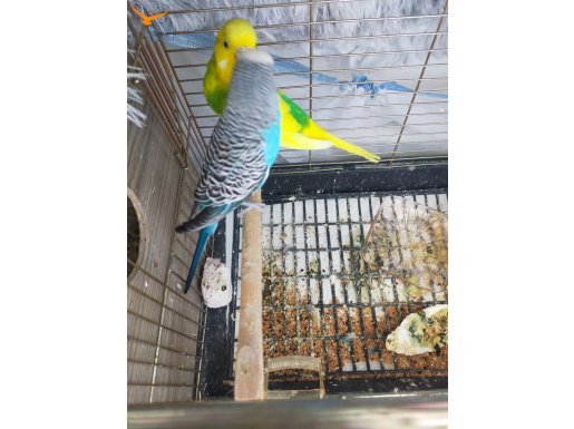 ÇİFT MUHABBET KUŞU YAVRULARI VAR şu anlık 3 TANE 