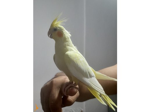 Minik tatlış yavrular