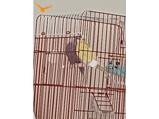 Çift Muhabbet Kuşu Kafesiyle