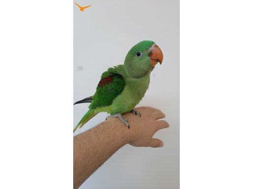 4.5 aylık Evcil İskender papağanı 