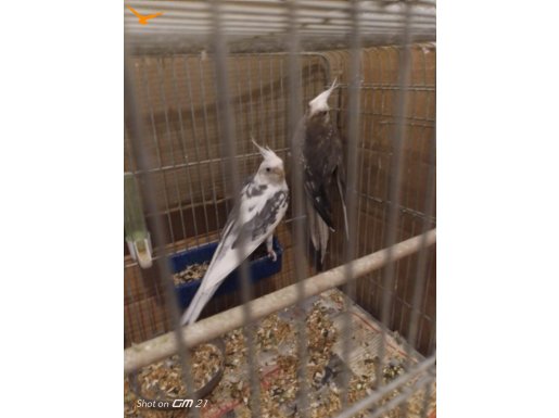 1 yıllık çift kafesiyle birlikte