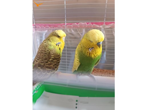 JUMBO MUHABBET KUŞU AYRILMAZ EŞLER 