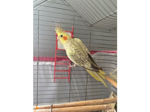 Kafesi ile sultan papağanı 
