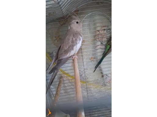 UYGUNA WİFİ SULTAN PAPAĞANI