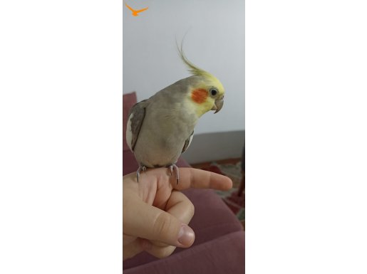 ERKEK SULTAN PAPAĞNI
