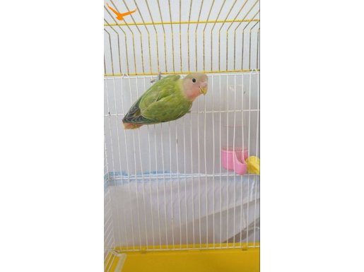 sevda papağanı 2 aylık 