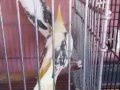 Dişi siyaf sırt lutino erkek heavy konusuyor