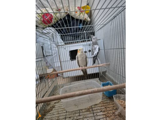 Çift yumurtlama döneminde düzenli yumurtluyor