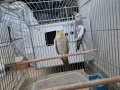 Çift yumurtlama döneminde düzenli yumurtluyor