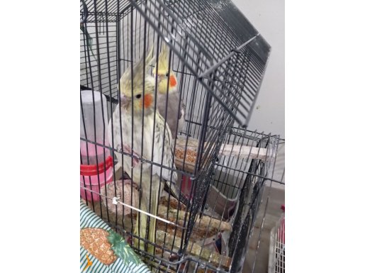 Evcilleşmiş Albino ve Damızlık Sultan Papağanı Kolonisi