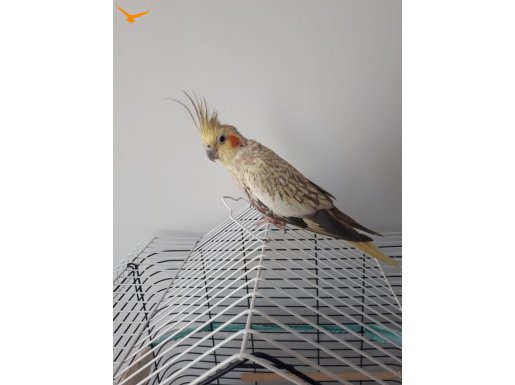 Evcil 4 aylık ele alışık 