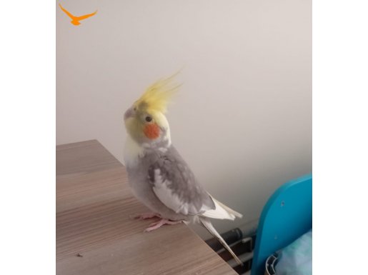 7 aylik babacik diyen kafesiyle birlikte