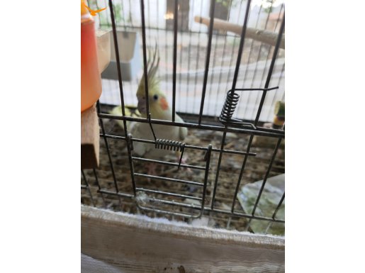 Eş tutmuş çift 