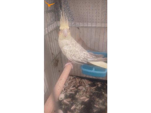 Dişi pied lutino sultan papağanı