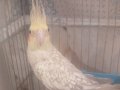 Dişi pied lutino sultan papağanı