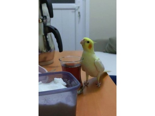 Konuşmaya meyilli ele alışkın 5 aylık erkek papağan