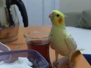 Konuşmaya meyilli ele alışkın 5 aylık erkek papağan