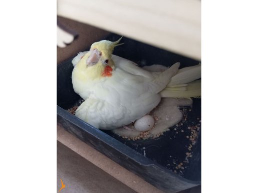 Çift sultan papağanı