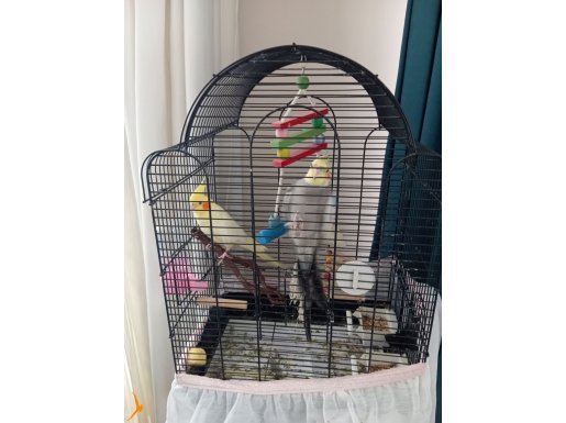 Kafes ve yemleri ile birlikte çift sultan