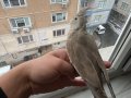WiFi sutan papağanı 1 yaşında erkek sağlıklı
